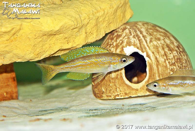 Cyprichromis microlepidotus 'Bemba'